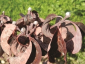 Cornus florida L.