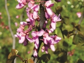 Cercis siliquastrum L.