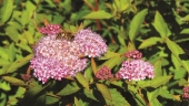 Spiraea japonica L. f.