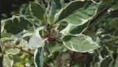 Cornus alba 