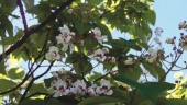 Catalpa bignonioides Walterr