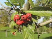 Crataegus x lavallei Herincq ex Lavalle