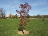 Acer palmatum Thunb.