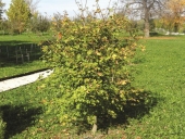 Acer campestre L.