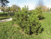 Pinus mugo Turra
